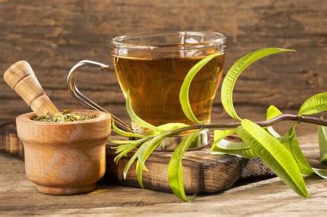 Herbal Remedies Against Helicobacter Pylori Infection - Step To Health