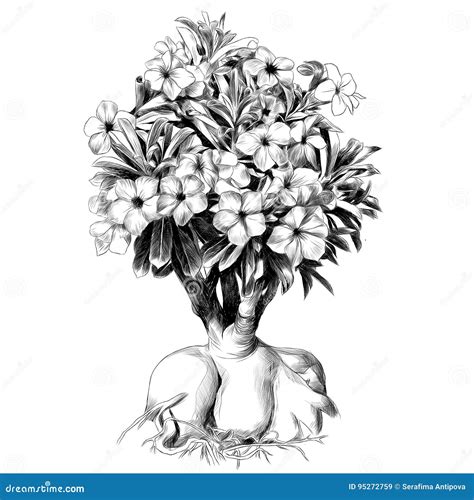 Adenium Rose Of The Desert Ink Drawing Royalty Free Cartoon