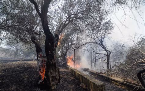 Incendi Sicilia Fiamme A Palermo Case Evacuate E Autostrade Chiuse