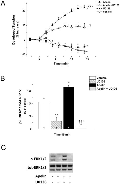 Positive Inotropic Effect Of Apelin Mediated Through ERK1 2 A Effect