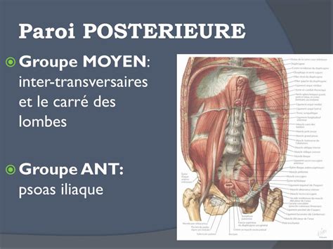 PPT LA CAVITE ABDOMINALE ET SES PAROIS PowerPoint Presentation Free