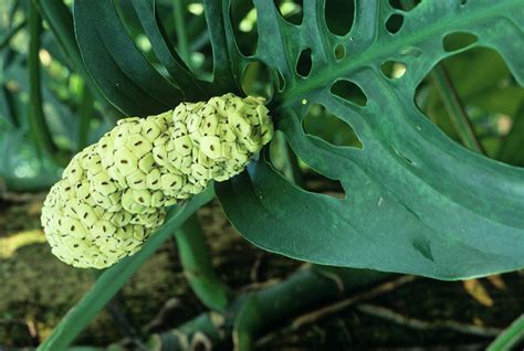 Swiss Cheese Plant Monstera Deliciosa Photograph By Sally Mccrae Kuyperscience Photo Library