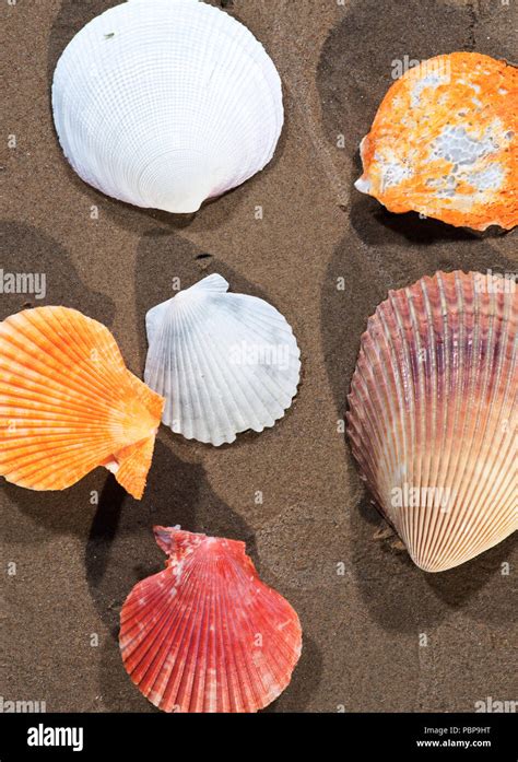 Scallop Shells Lying On Wet Sand On The Beach At Sunrise Pectinidae