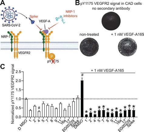 Vegf A165 Randd Systems Bioz