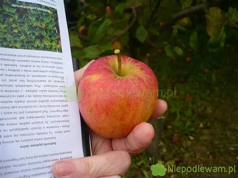 Jabłoń Szlachetne Czerwone uprawa odporność zapylacze Apple