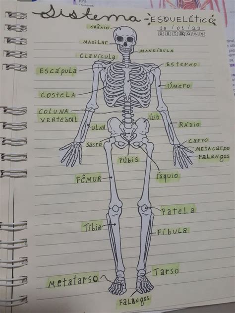 Sistema Esquelético Anatômia Enfermagem Sistema esquelético