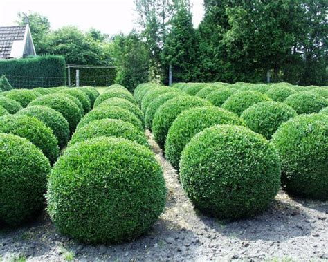 Boj Japónico Buxus microphylla Faulkner Arbustivo Verdify