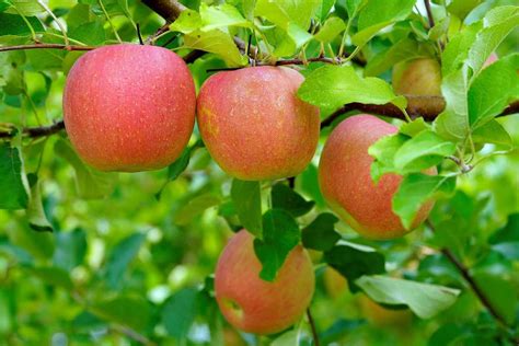 Organic Apple Farming Cultivation Practices Agri Farming