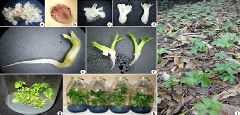 Somatic Embryogenesis Of Vietnamese Ginseng Panax Vietnamensis Ha Et