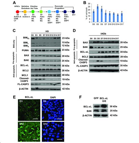 Anti Apoptotic Bcl Xl And Pro Apoptotic Bak Proteins Exhibit Opposite