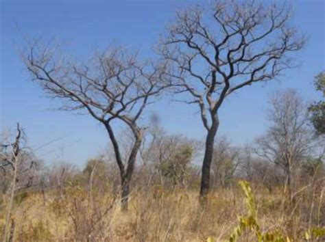 Pterocarpus angolensis trees near Nkurenkuru, Kavango West (©V. De ...