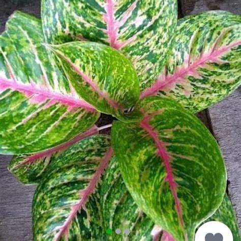 Jual PROMO Tanaman Hias Aglonema Big Papa Shopee Indonesia