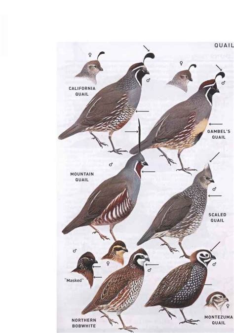 New World Quail Family Odontophoridae American Birds | Upland bird