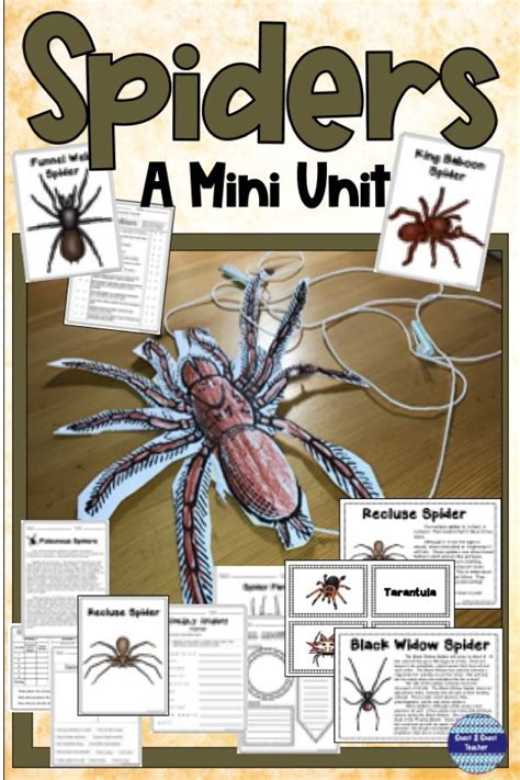 All About Spiders Activities And Craft Spider Unit Study