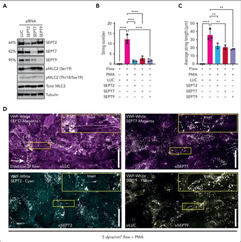 Figure From Proximity Proteomics Identi Es Septins And Pak As