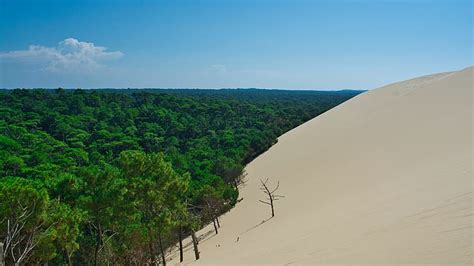 Nature Landscape Desert Trees Forest Clouds Dunes France HD