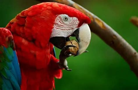 Macaw - Description, Habitat, Image, Diet, and Interesting Facts