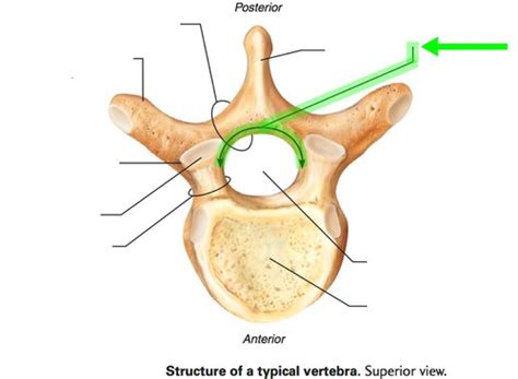 Bio Lab Exam Ii Anatomy Of The Thorax Flashcards Quizlet