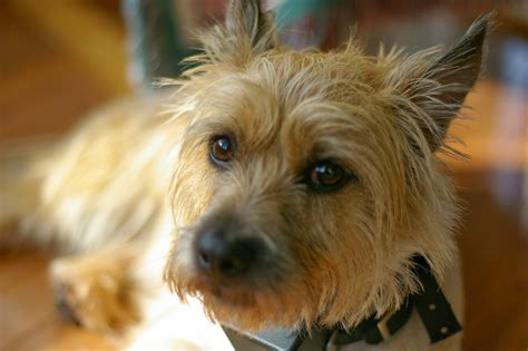 Animals World Cute Pictures Of Cairn Terrier Puppies Gallery