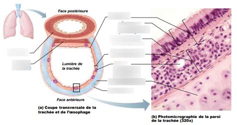 Diagram Of Exam Repiratoire Paroi Trach E Quizlet