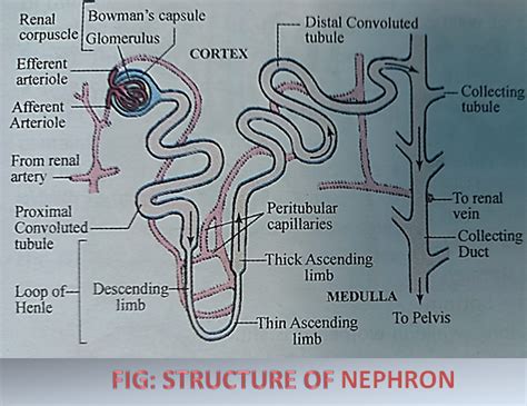 Explain the Process of Excretion in Human Beings