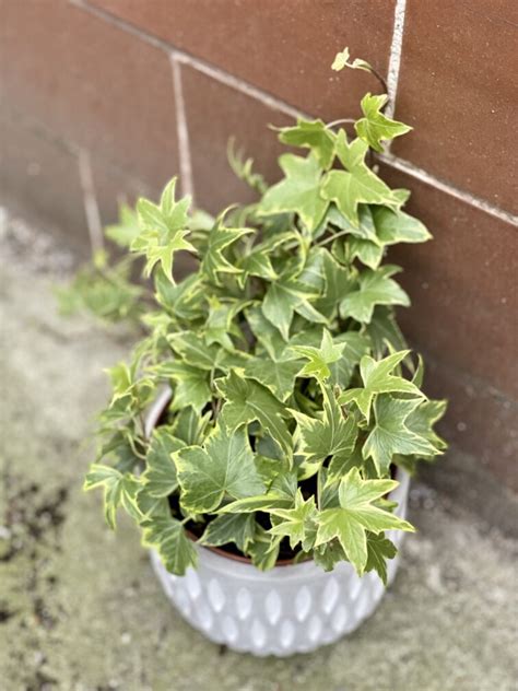 Hedera Helix Variegata Bluszcz Jungle Boogie