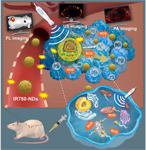 Frontiers Mitochondria Targeted Organic Sonodynamic Therapy Agents