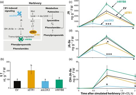 Ethylene Is A Local Modulator Of Jasmonatedependent Phenolamide