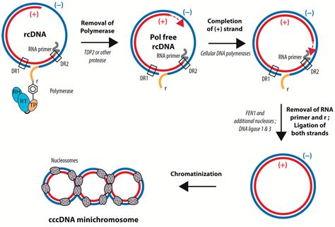 Viruses Free Full Text Early Steps Of Hepatitis B Life Cycle From