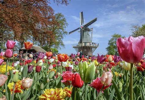 Lisse Netherlands Visiting The Tulip Fields La Joly Vie