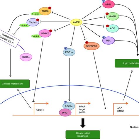 AMPK Controls Cell Metabolism Notes AMPK Phosphorylates Activates HSL