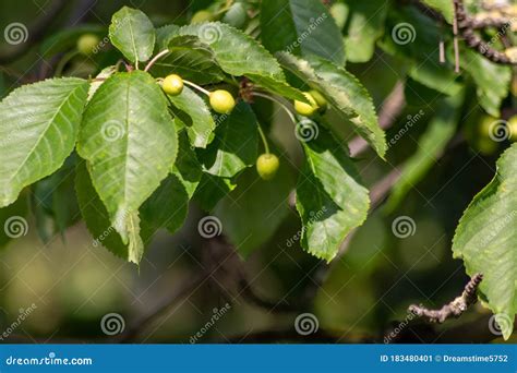 Unripe Green Cherries Hanging On A Cherry Tree Branch Show Fresh Fruit