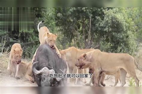 狮群虐杀落单水牛被水牛撞到胆寒情急之下八只狮子竟掏肛水牛