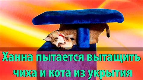 Котёнок рыси пытается вытащить из укрытия собаку и кота - YouTube