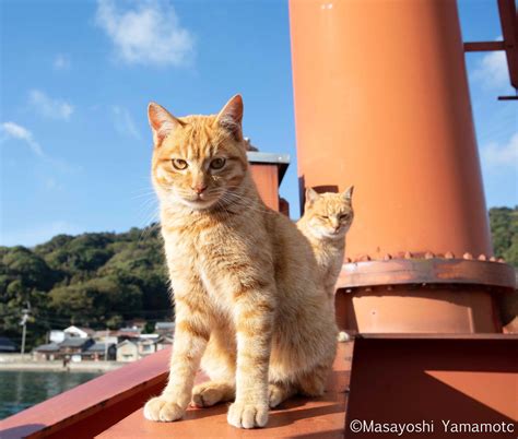 MATSUURA TRAIN on Twitter RT nekoiroiro にょっき ねこ 猫 cat