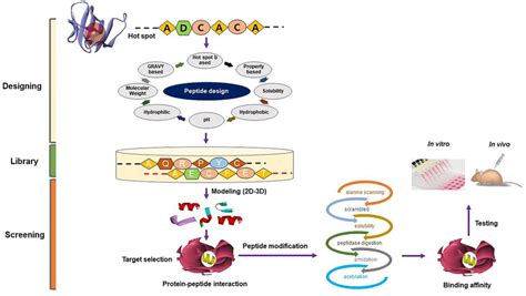 A Flowchart Depicting The Workflow For In Silico Peptide Design