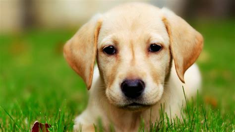 Lovely Dogs Hd Wallpapers For Pc Free Download Online Fun