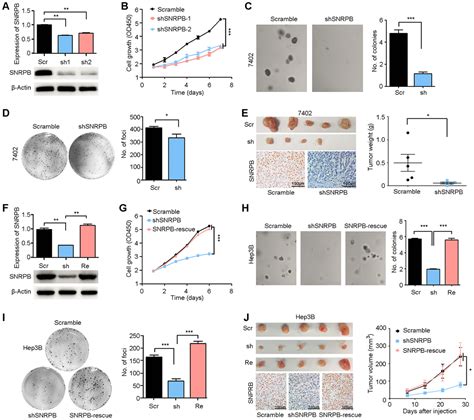 Snrpb Mediated Rna Splicing Drives Tumor Cell Proliferation And