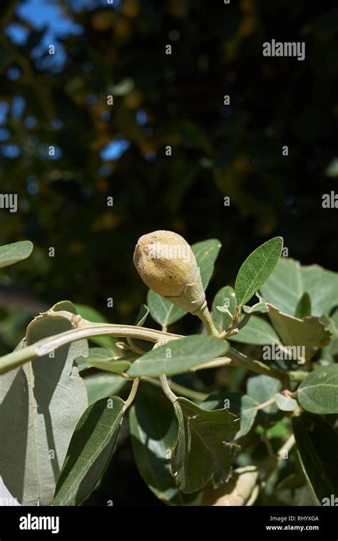 Lagunaria Patersonia Branch With Fruit Stock Photo Alamy