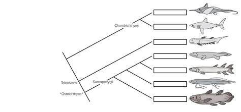 Phylo Tree Chondricthyes Teleostemi Sarcopterygii Diagram Quizlet