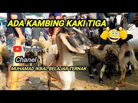 Update Harga Domba Terbaru Selasa Juli Muncul Nya Kambing