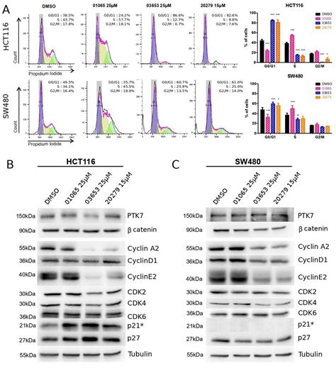 Ptk7β Catenin Inhibitors Cause Cell Cycle Arrest In Crc Cells A