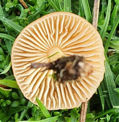 Marasmius oreades: The Ultimate Mushroom Guide + 6 Recipes