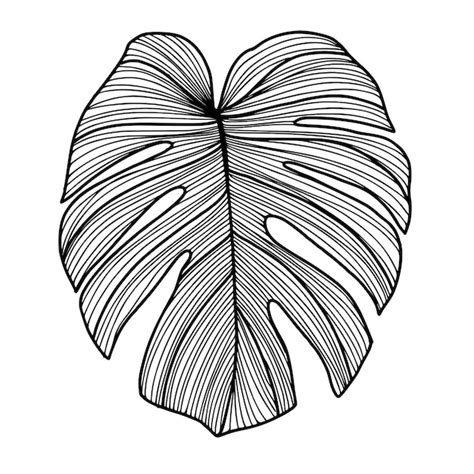 Dibujo de una hoja de monstera arte lineal en blanco y negro colóquelo