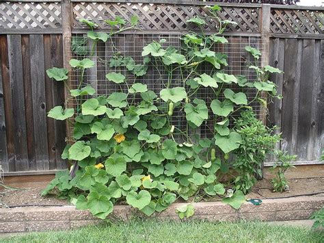 Growing Squash On A Trellis Zucchini Trellis Pumpkin Trellis Squash