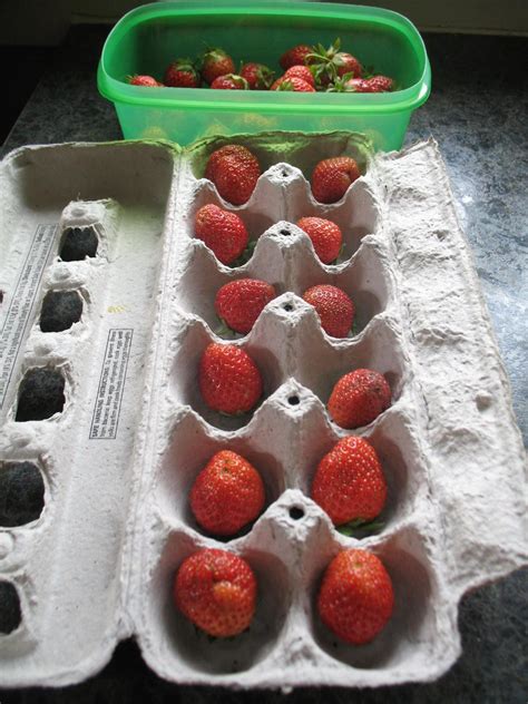 Strawberries In An Egg Carton Egg Carton Food Substitutions