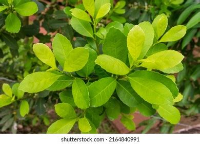 Leaves Yerba Mate Ilex Paraguariensis Plant Stock Photo