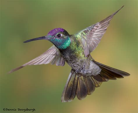 3638 Magnificent Hummingbird (Eugenes fulgaens), Sonoran Desert, Arizona - Dennis Skogsbergh ...