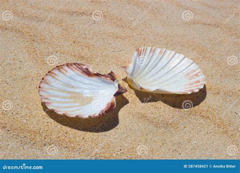 Scallops On The Beach Stock Image Image Of Summer Scallop 287458421