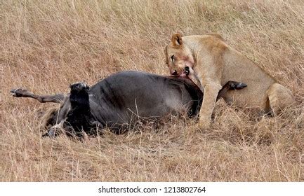 289 Lions Eating Antelope Images, Stock Photos & Vectors | Shutterstock